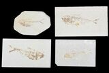 Lot: Cheap, to Green River Fossil Fish - Pieces #81231-1